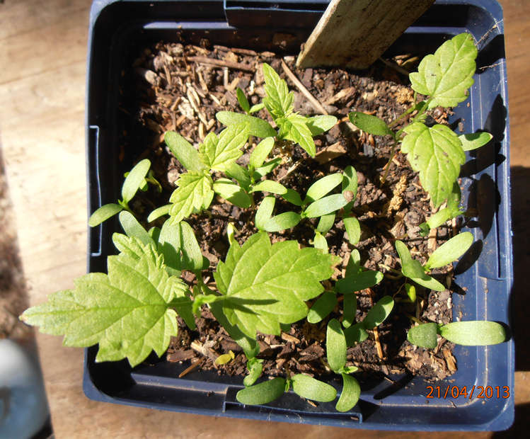 Seedlist H